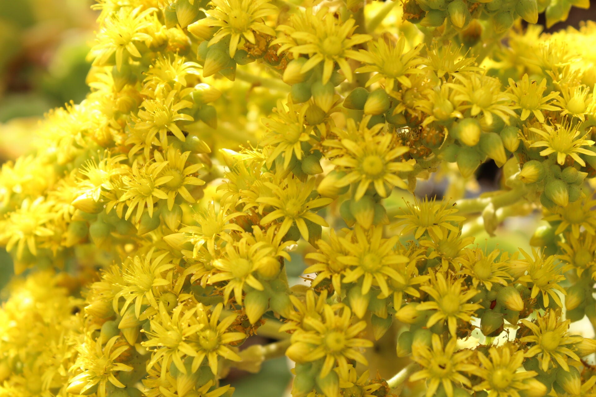 Flores de Orejuela