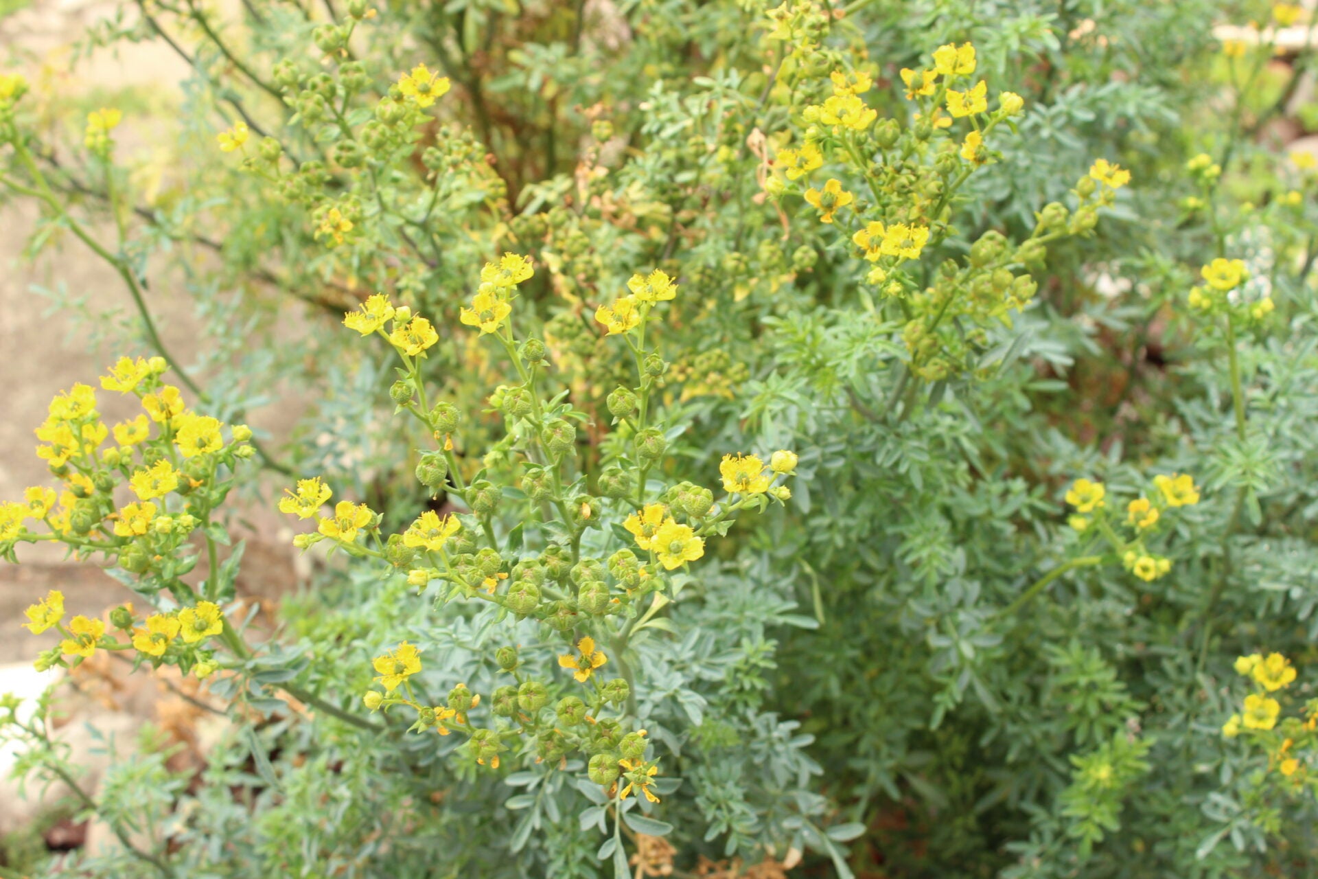 Planta de Ruda
