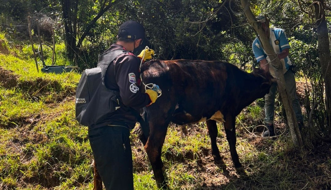 Colombia inmunizó casi la totalidad del hato ganadero contra la fiebre aftosa