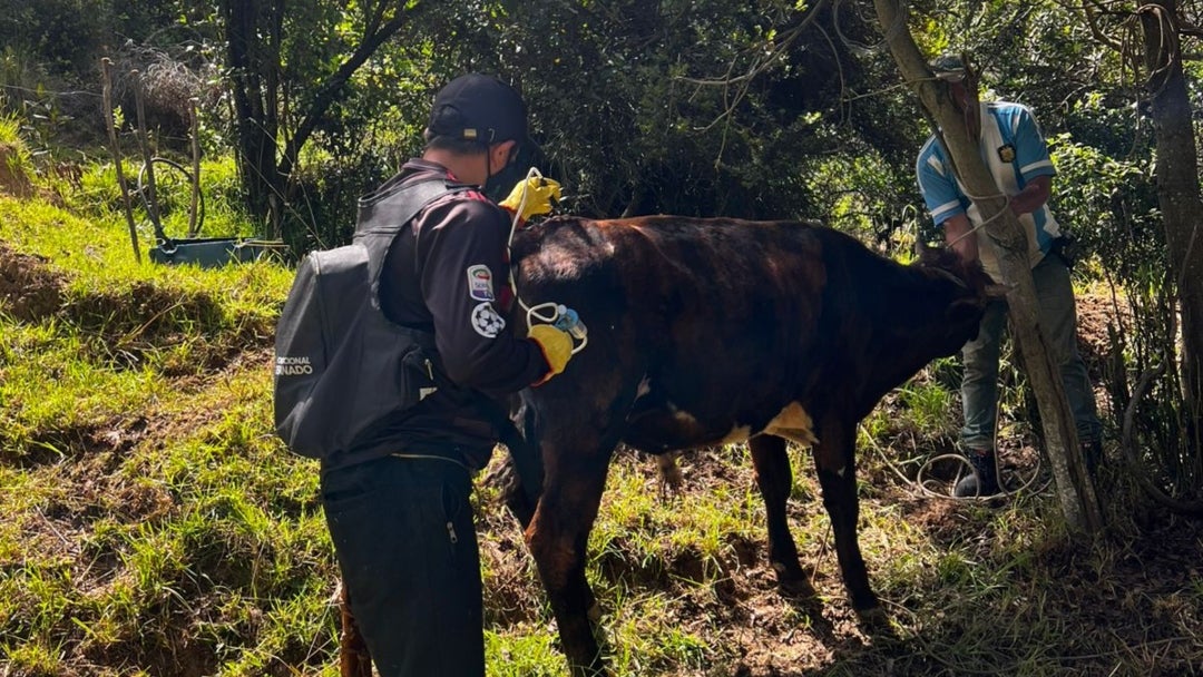 Colombia inmunizó casi la totalidad del hato ganadero contra la fiebre aftosa