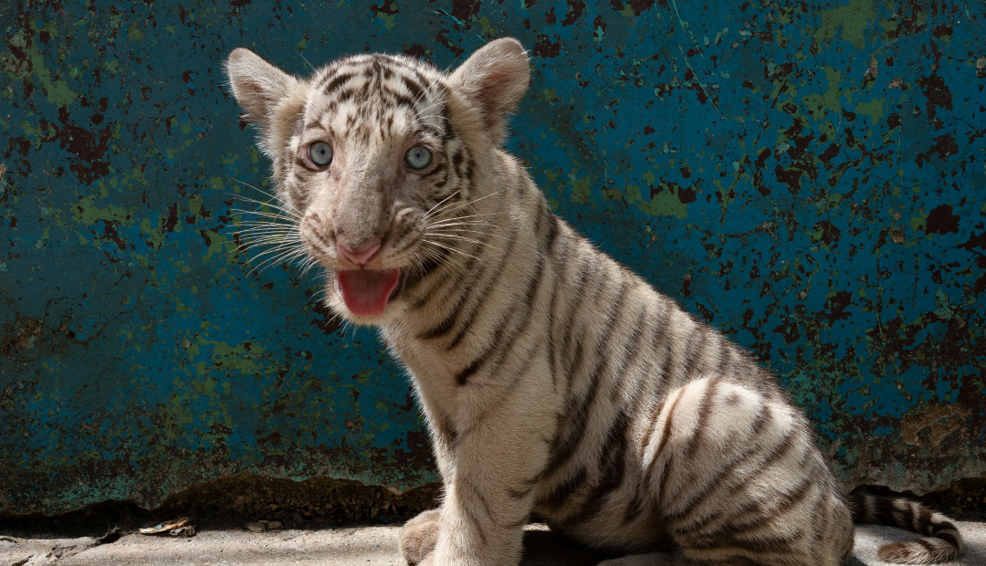Una cría de tigre de Bengala blanco observa el entorno en el Zoológico Nacional de Cuba