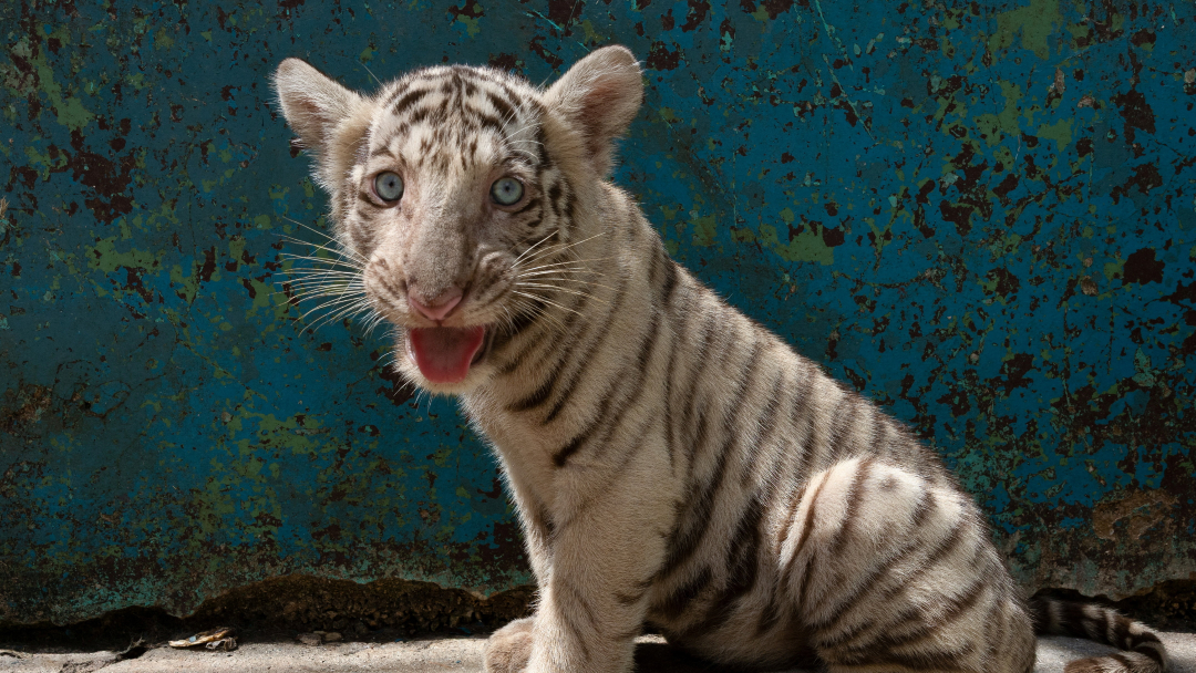 Una cría de tigre de Bengala blanco observa el entorno en el Zoológico Nacional de Cuba