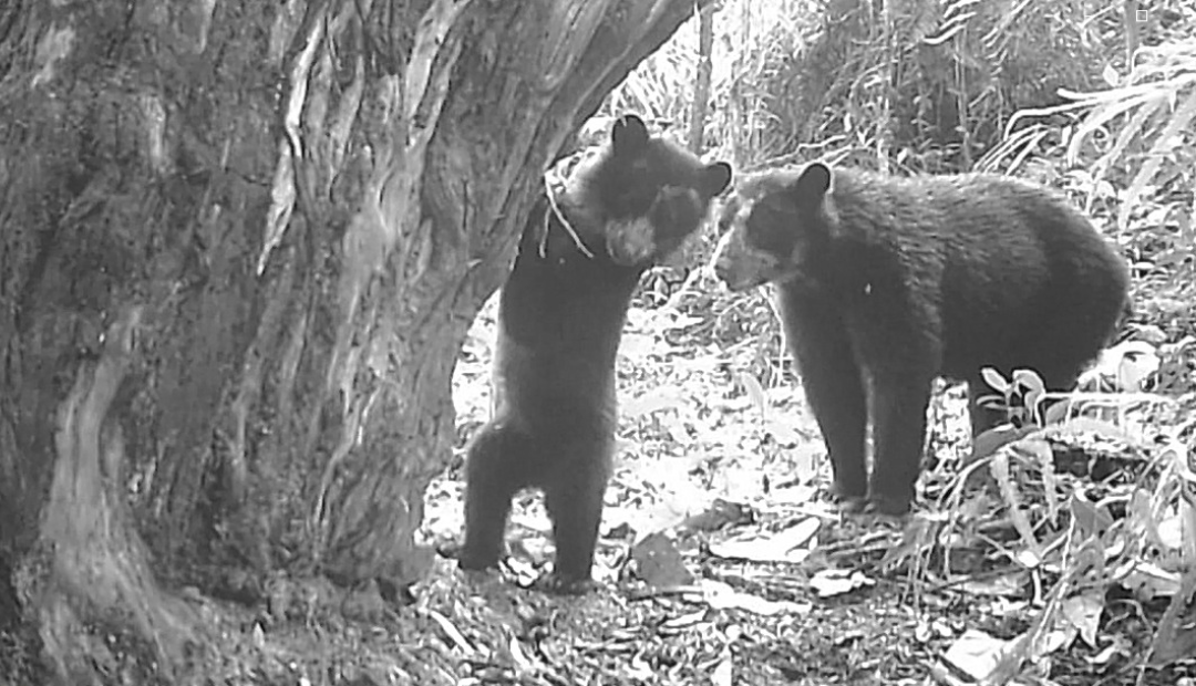 Una nueva generación de osos andinos crece en el Huila