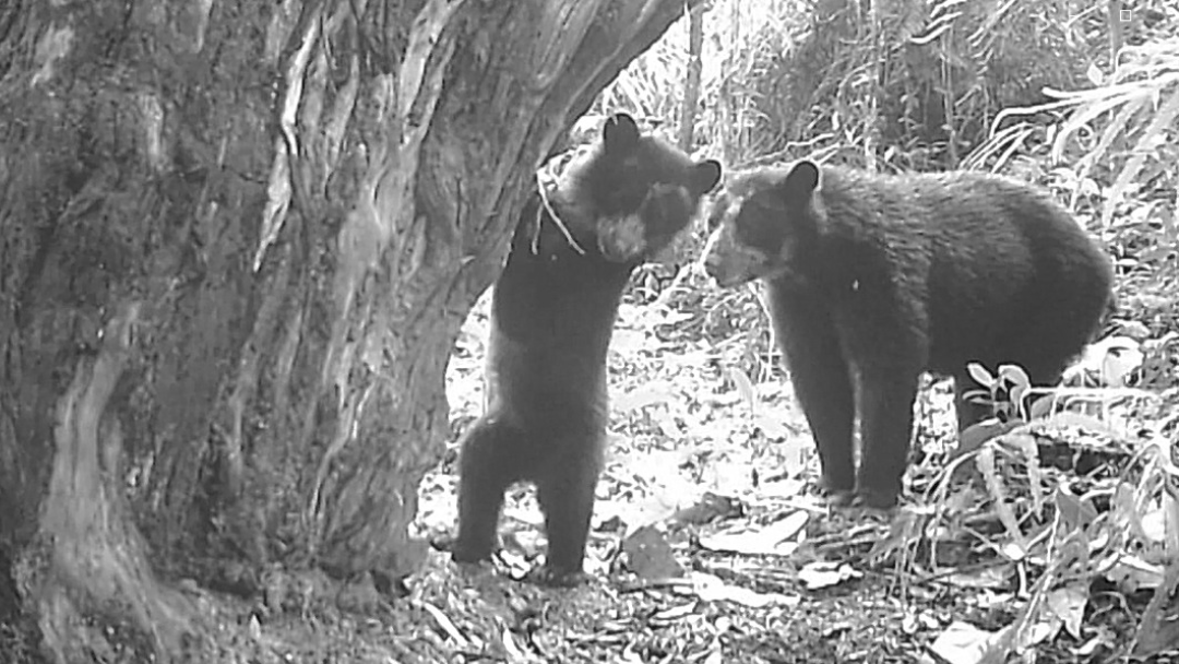 Una nueva generación de osos andinos crece en el Huila