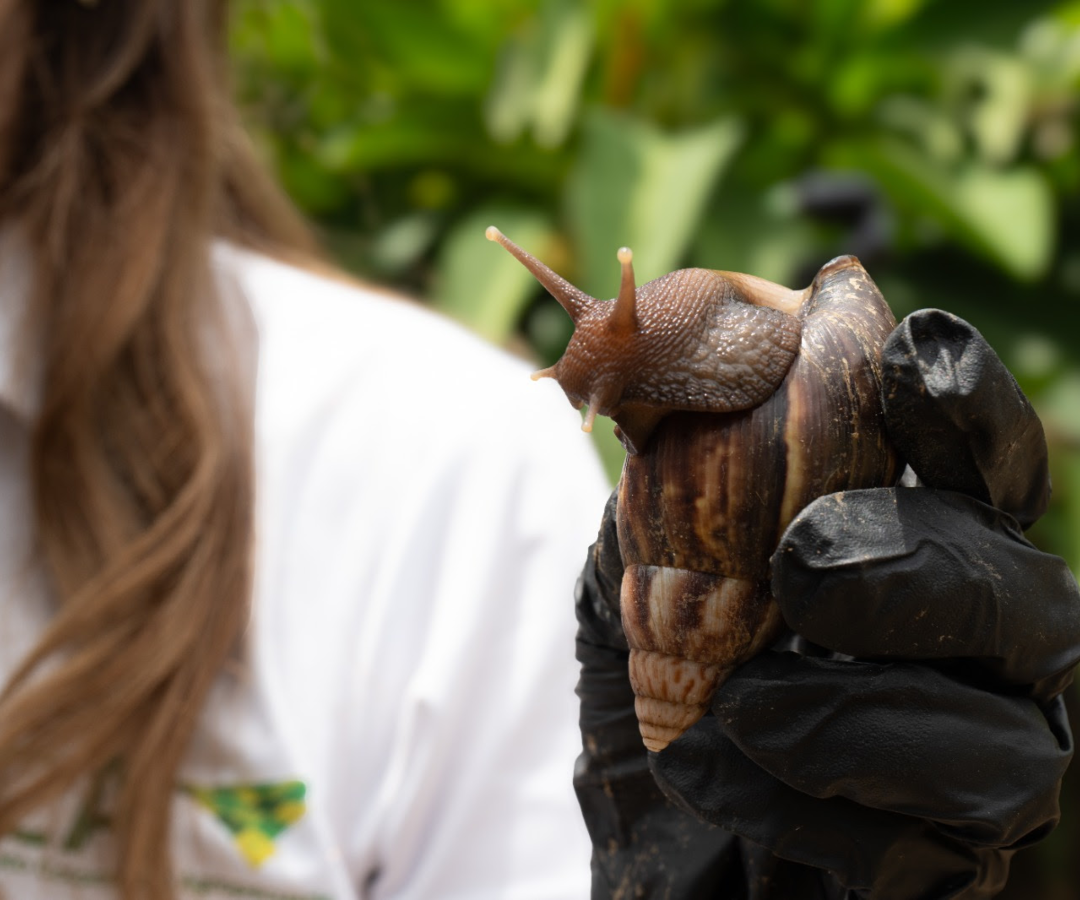 Caracol gigante africano