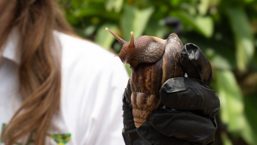Caracol gigante africano