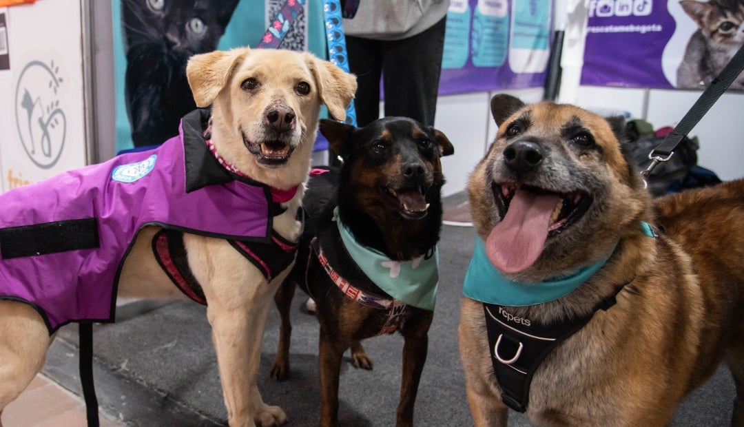 En Expopet, 101 perros y gatos rescatados del abandono esperan encontrar un hogar