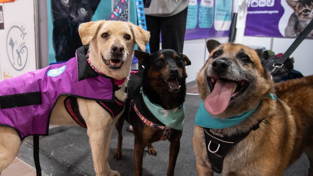 En Expopet, 101 perros y gatos rescatados del abandono esperan encontrar un hogar