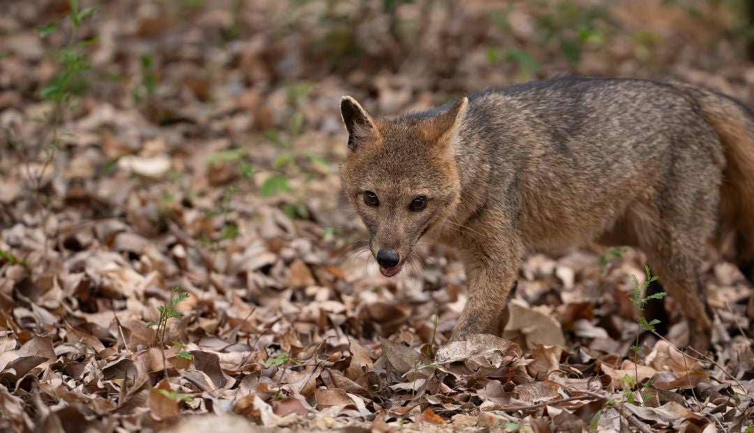 Recientes avistamientos de zorros perrunos en Bogotá