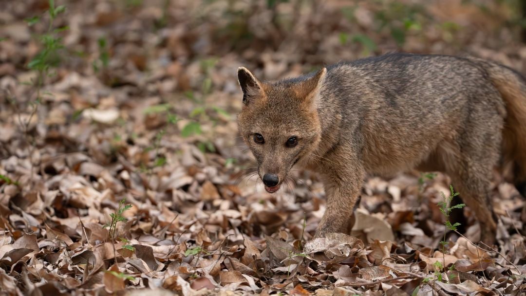 Recientes avistamientos de zorros perrunos en Bogotá