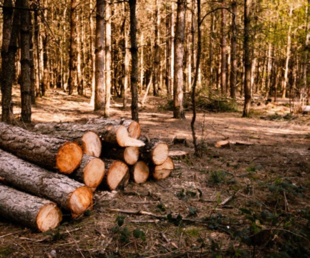 Colombia cuenta con 551.345 hectáreas de plantaciones forestales comerciales