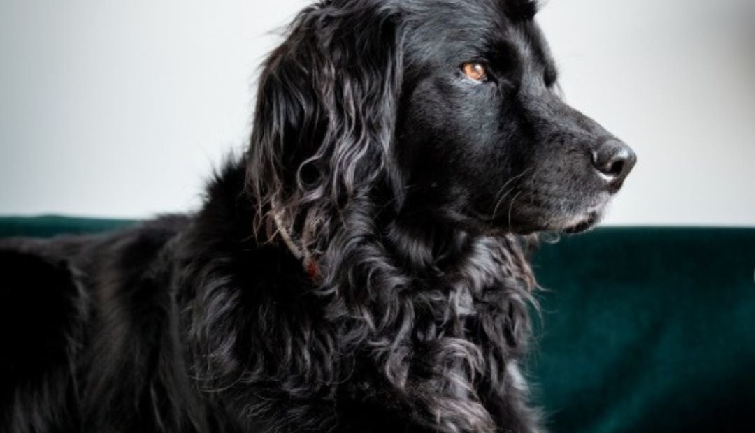 Telas resistentes al desgaste de mascotas