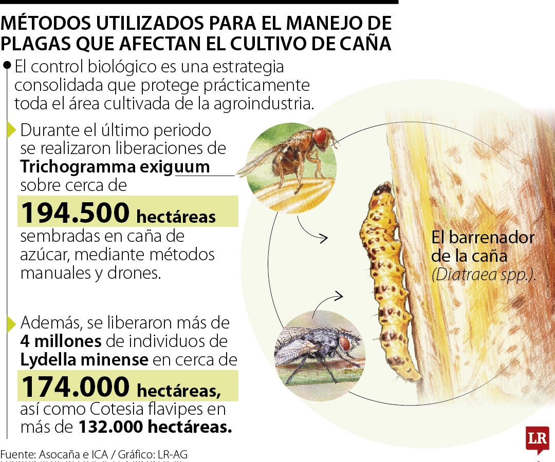 Manejos para el cultivo de caña