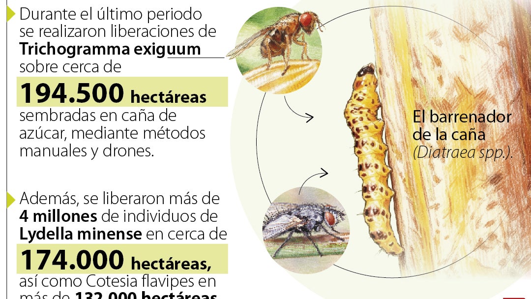 Manejos para el cultivo de caña