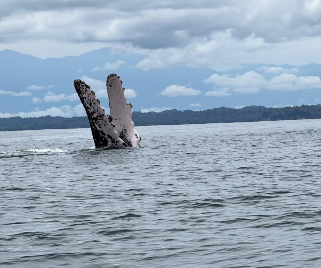 Hoy, 23 de julio, es el día mundial de la ballena