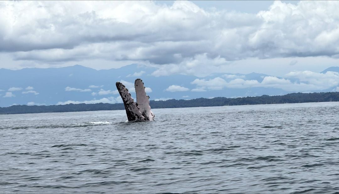 Hoy, 23 de julio, es el día mundial de la ballena