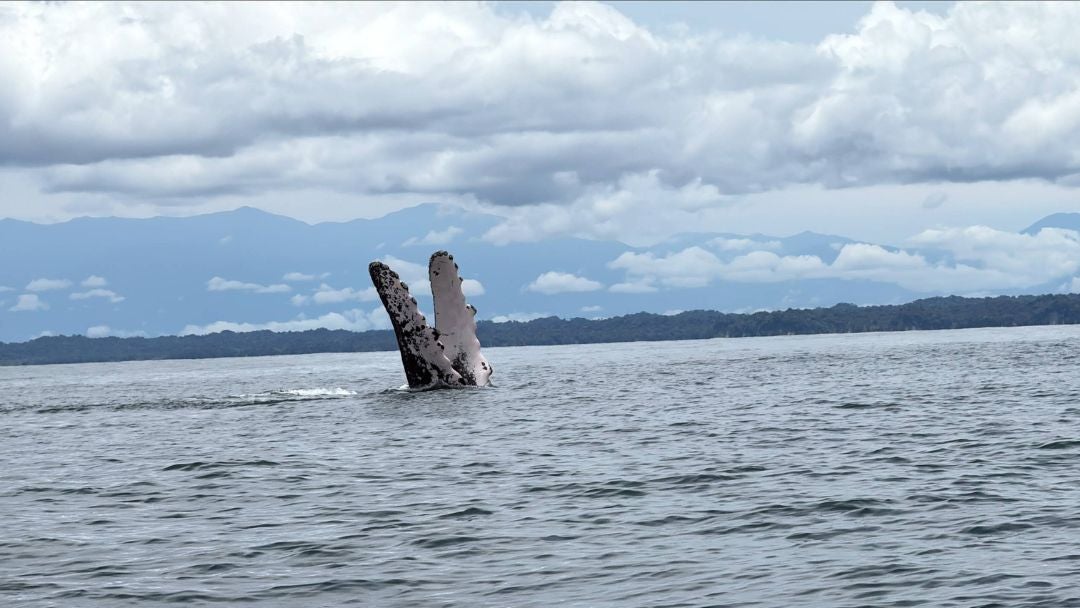 Hoy, 23 de julio, es el día mundial de la ballena