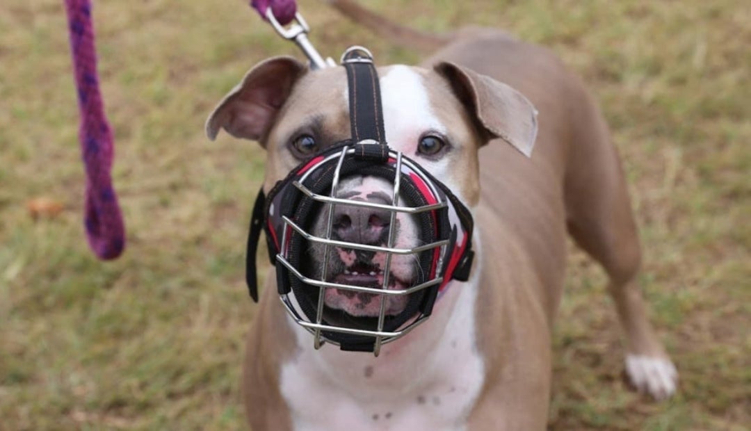Perros de manejo especial