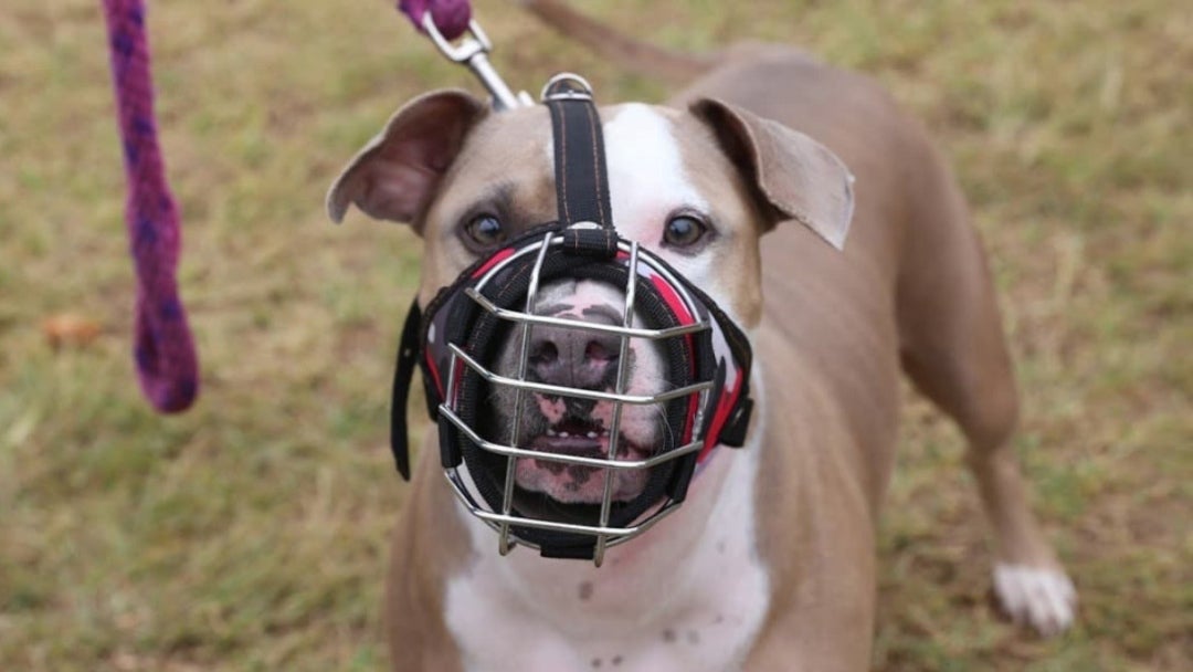 Perros de manejo especial
