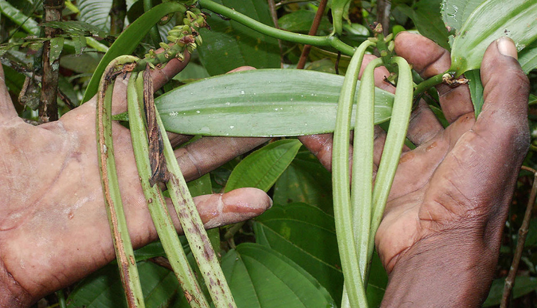 La vainilla se produce en Colombia desde hace 15 años