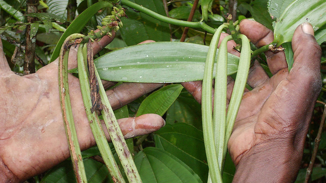 La vainilla se produce en Colombia desde hace 15 años