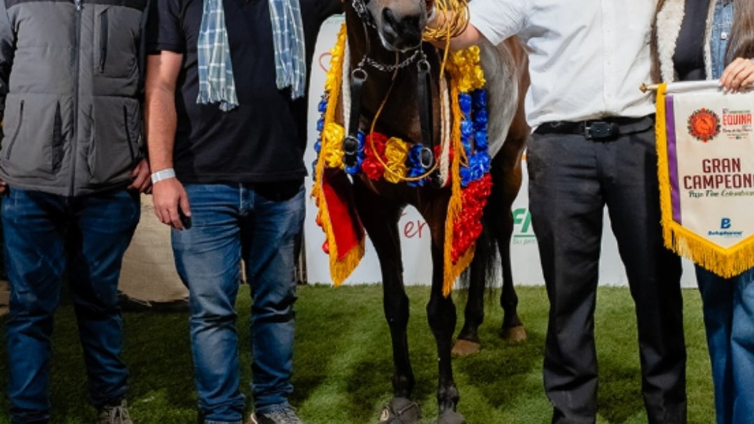 Campeonato de yeguas en paso fino