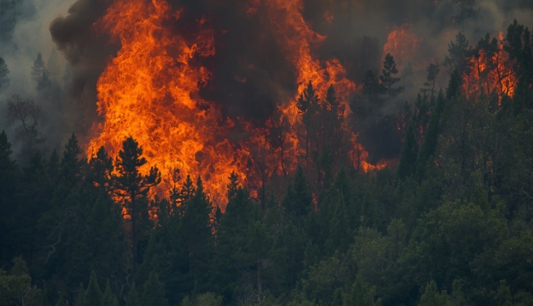 Incendio forestal
