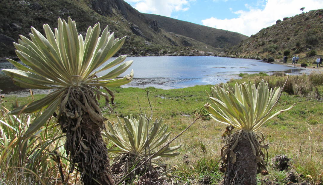 Páramo de Santurbán