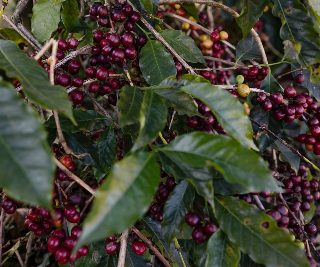 Cerezas de café en una plantación en Jacutinga, estado de Minas Gerais, Brasil