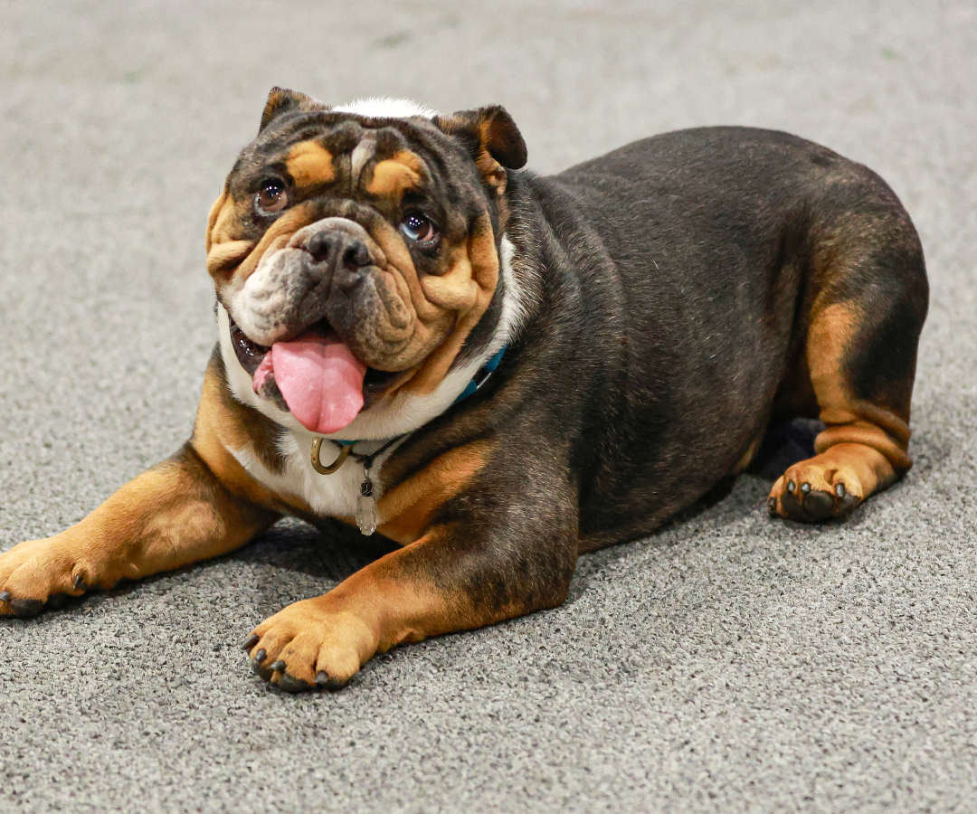 Perro de exhibición en Expopet
