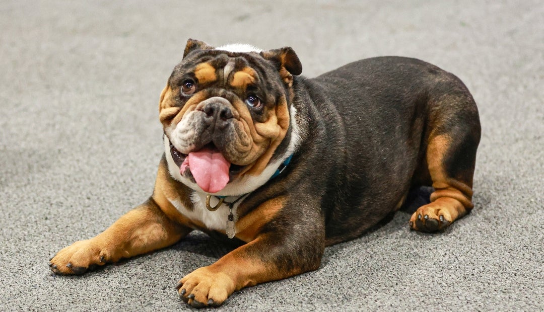 Perro de exhibición en Expopet