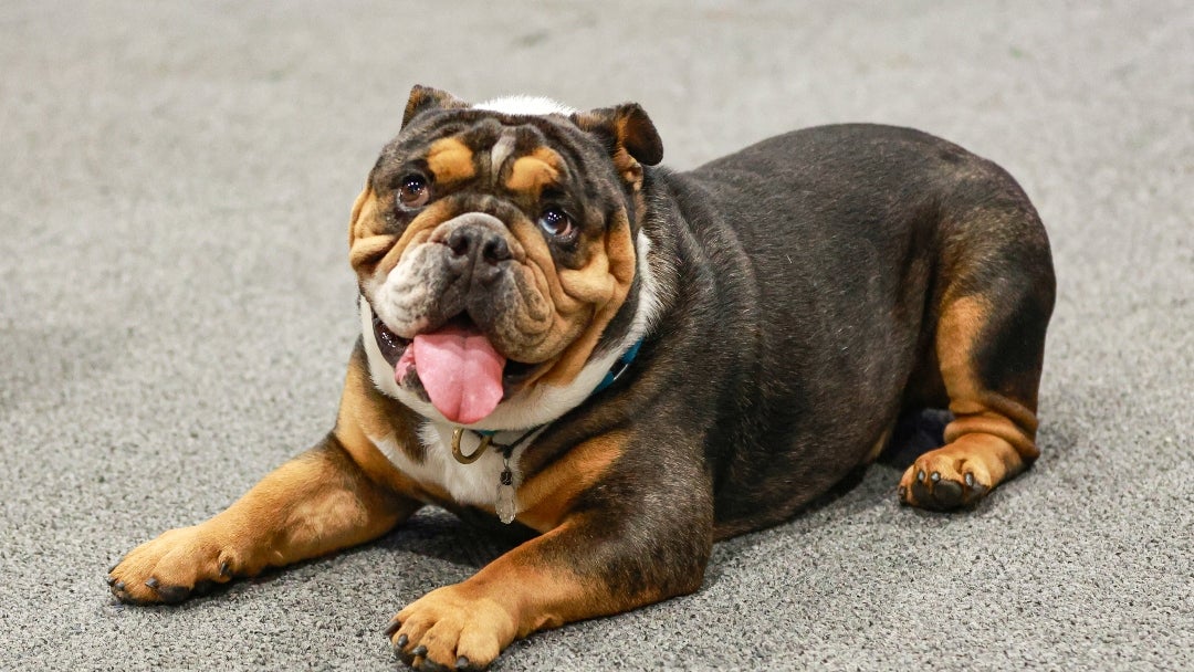 Perro de exhibición en Expopet