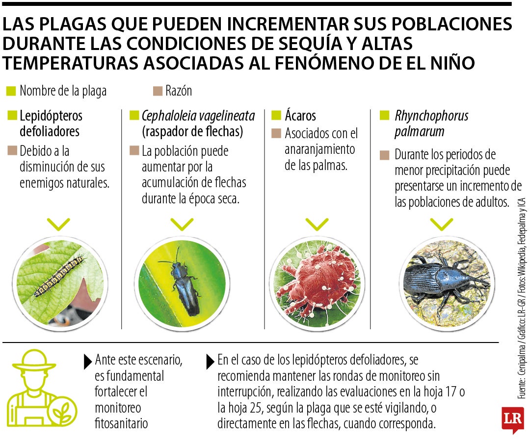 Plagas más comunes en la palma durante El Niño