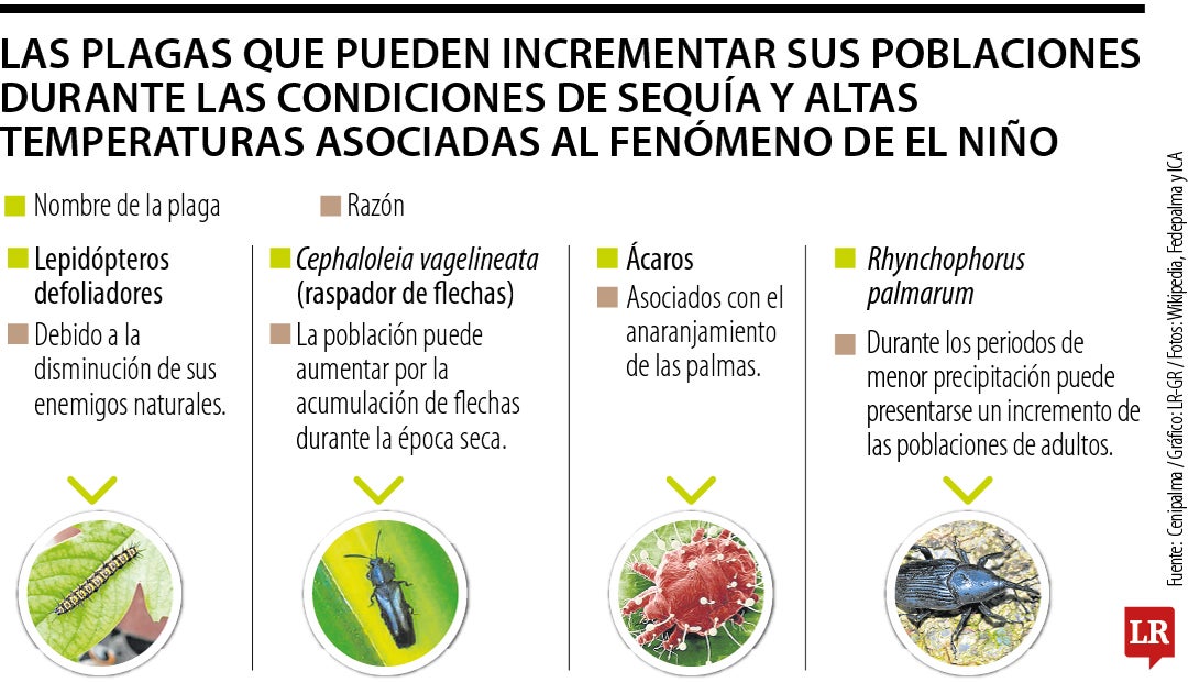 Plagas más comunes en la palma durante El Niño