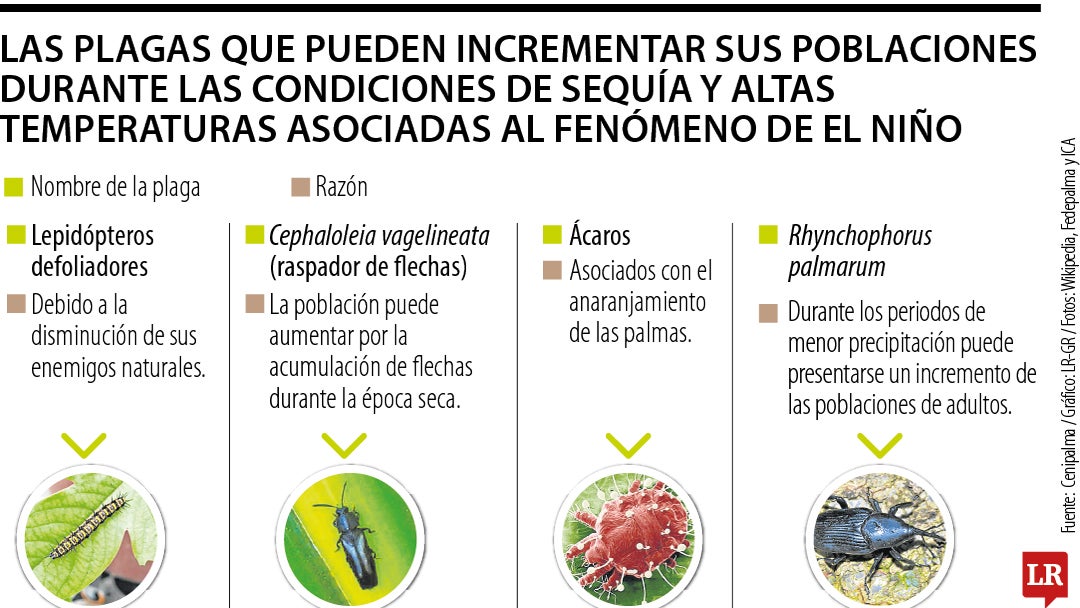 Plagas más comunes en la palma durante El Niño