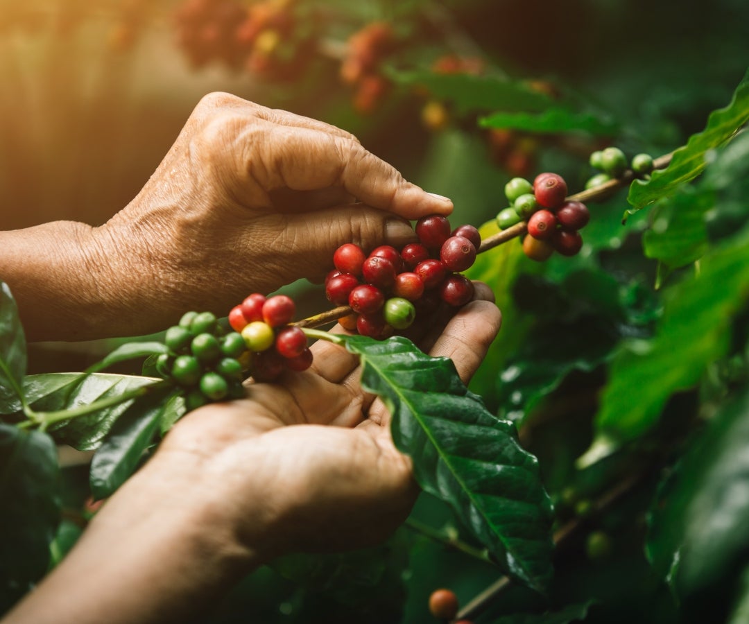 Primer plano de frutos de café arábica y manos de un agricultor