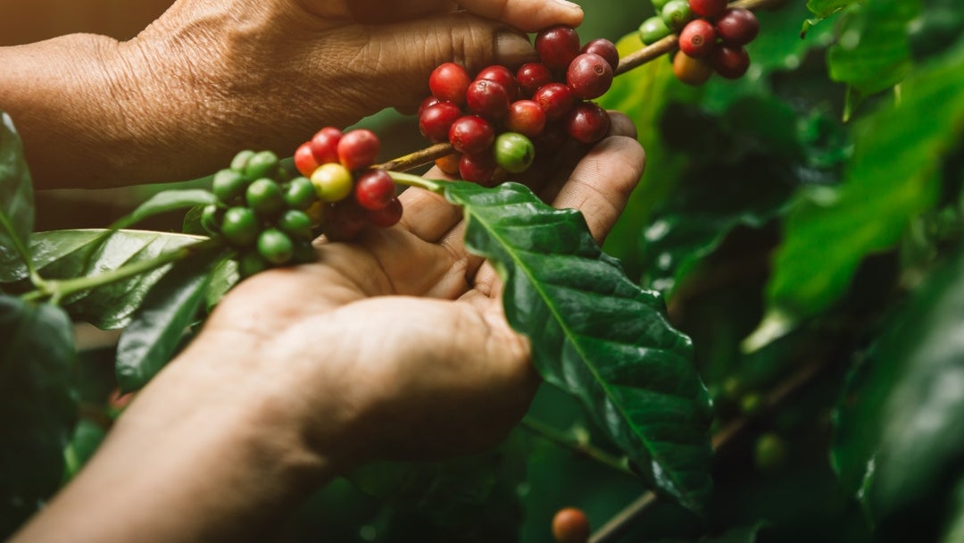 Primer plano de frutos de café arábica y manos de un agricultor