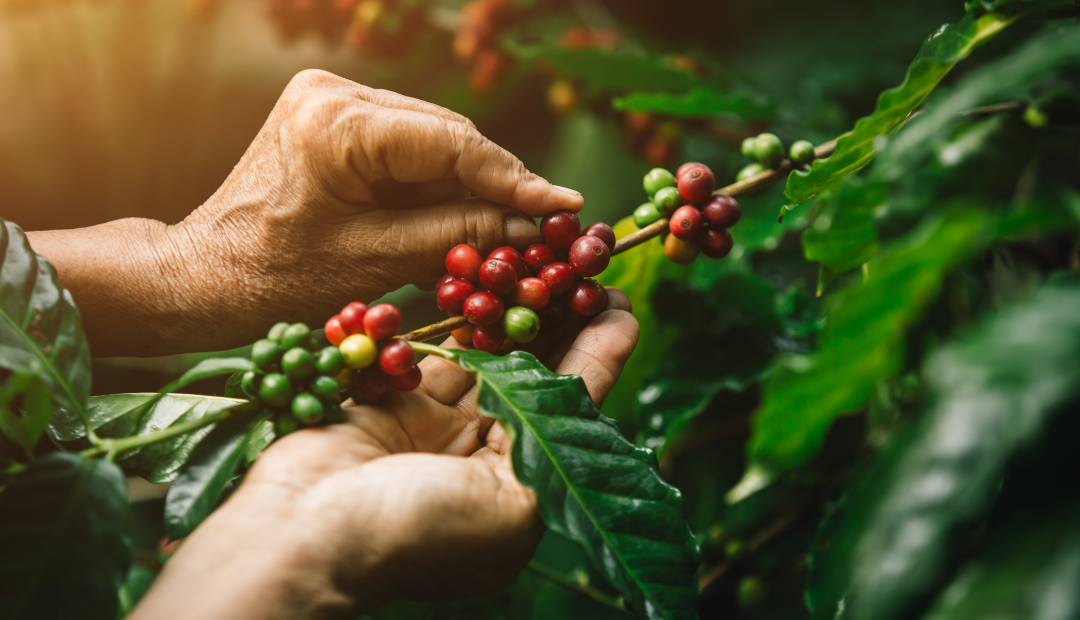 Primer plano de frutos de café arábica y manos de un agricultor