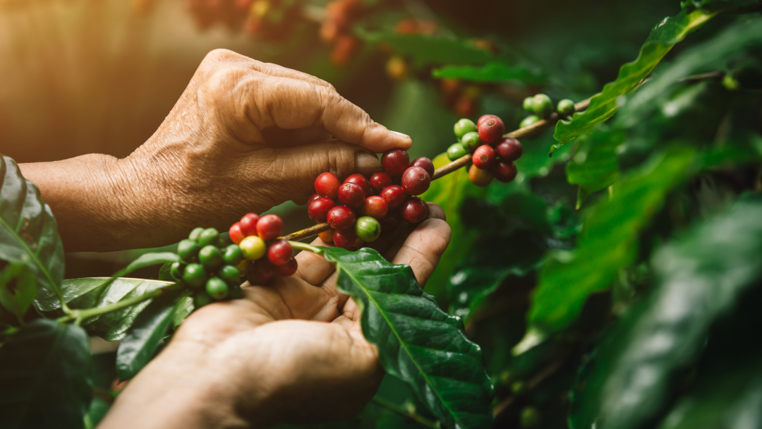 Primer plano de frutos de café arábica y manos de un agricultor