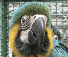 Fauna silvestre Fauna silvestre