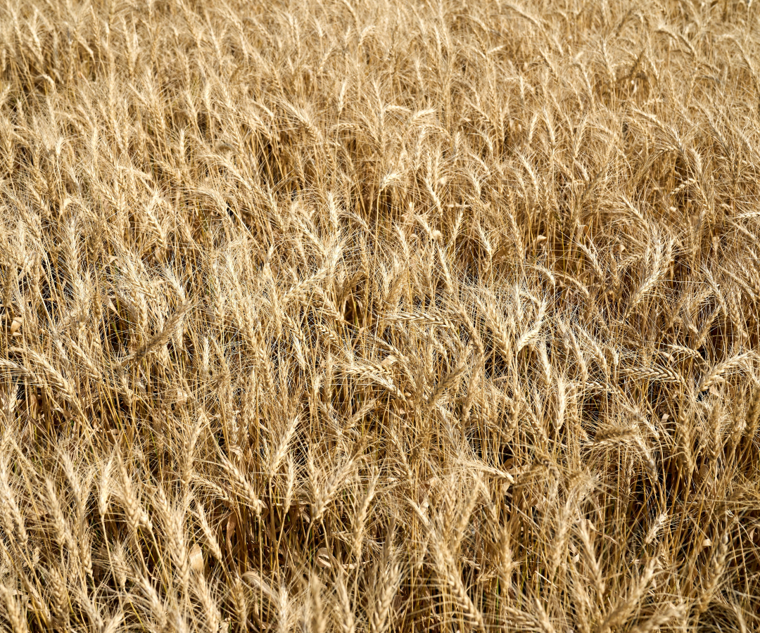 Un cultivo de trigo listo para la cosecha