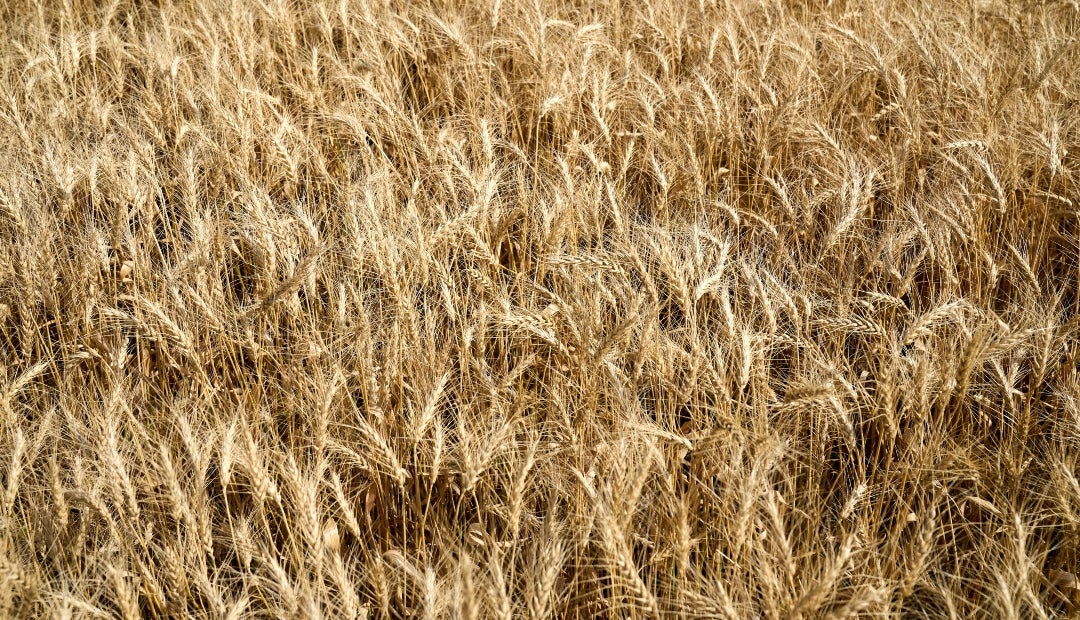 Un cultivo de trigo listo para la cosecha