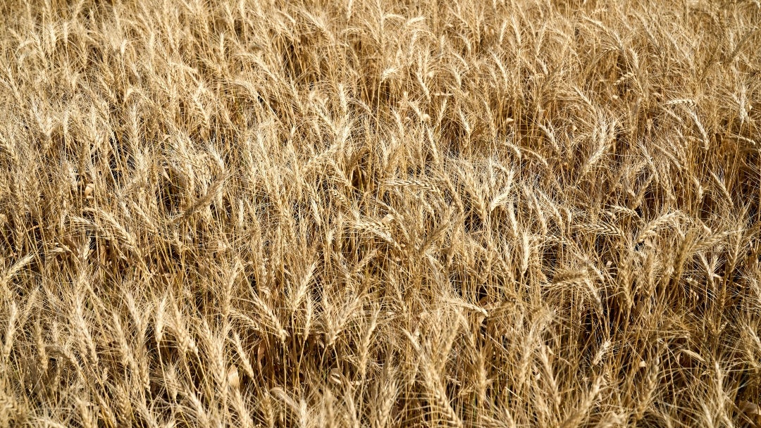 Un cultivo de trigo listo para la cosecha