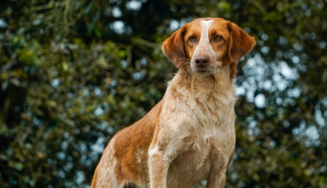 Perro adoptado