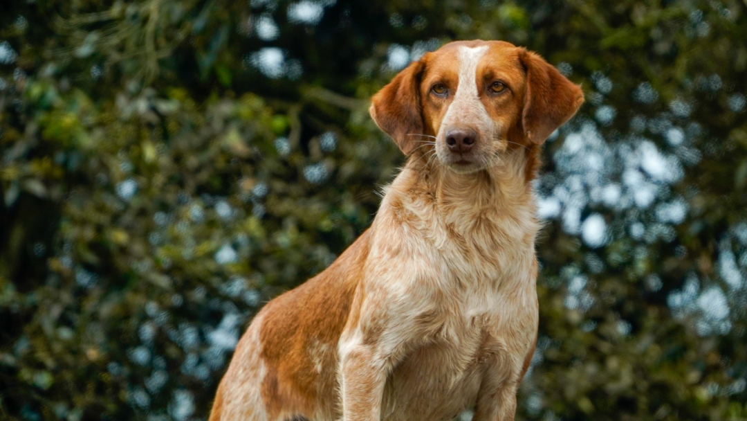 Perro adoptado