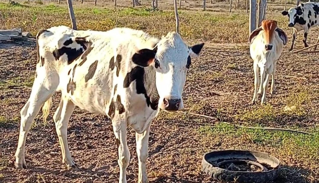 Ganaderos Fenómeno de El Niño