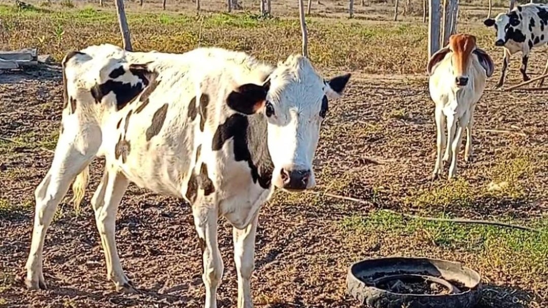Ganaderos Fenómeno de El Niño