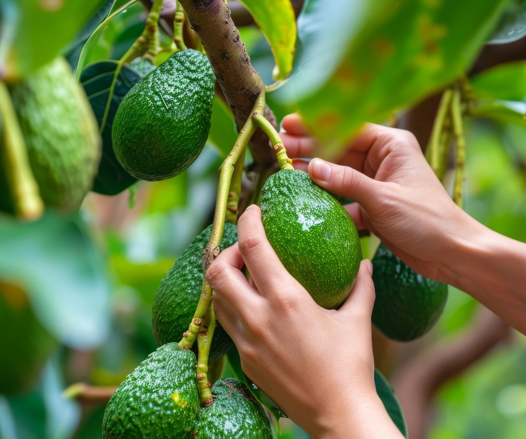Aguacate hass