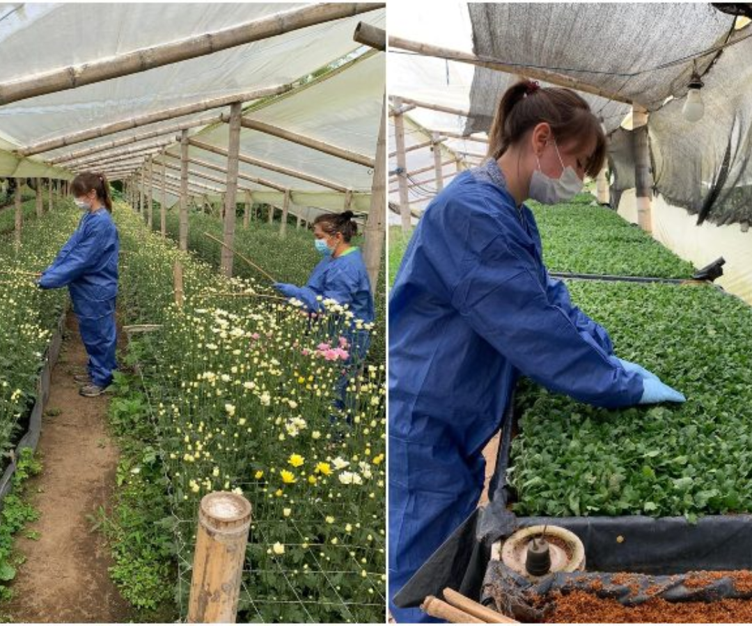 Inspección ICA roya blanca del crisantemo