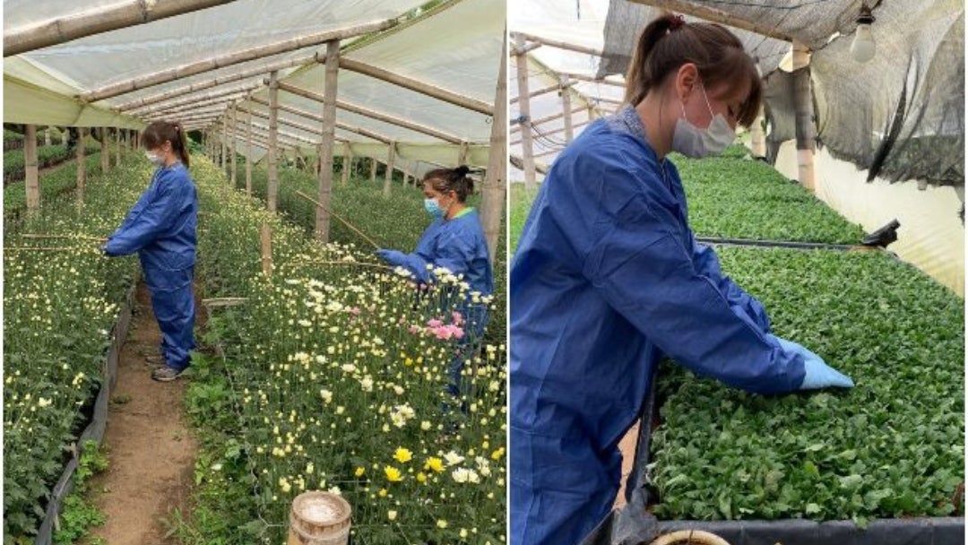 Inspección ICA roya blanca del crisantemo